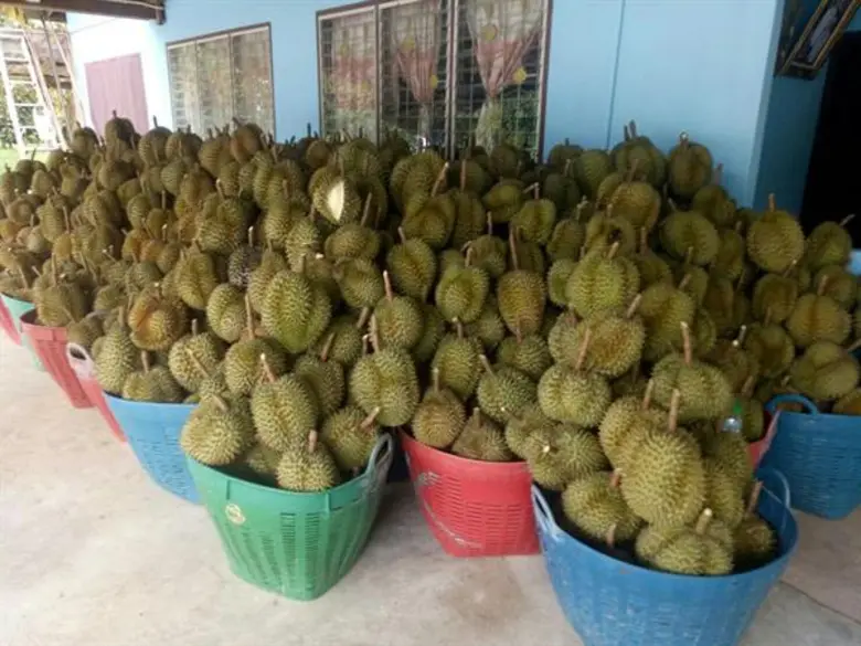 เปิดตัวเลขดุลการค้า Q1 ไทย-อาเซียน สศก. เผย ไทยได้ดุล 53,244 ล้านบาท