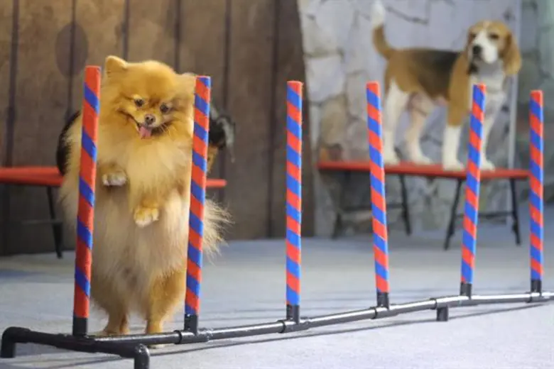 เริ่มแล้ว ! งาน Pet Expo Thailand 2019 สระว่ายน้ำสุนัข - คาเฟ่ชินชิล่า จัดแสดงแห่งแรกของไทย มั่นใจคนชมงานทะลุ 1.2 แสนคน เงินสะพัด 96 ลบ.