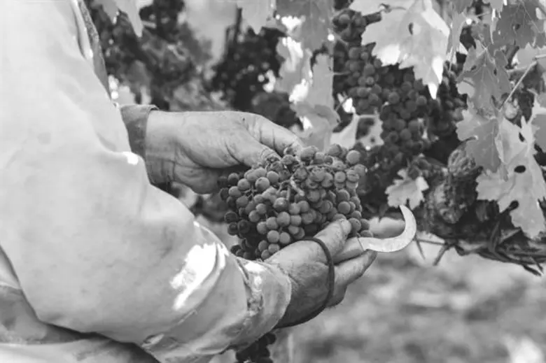 ดื่มด่ำไวน์ระดับตำนานจากรัฐแคลิฟอร์เนีย จับคู่กับอาหารรสเลิศ ณ ห้องอาหาร อัพ แอนด์ อะบัฟ โรงแรม ดิ โอกุระ เพรสทีจ กรุงเทพฯ