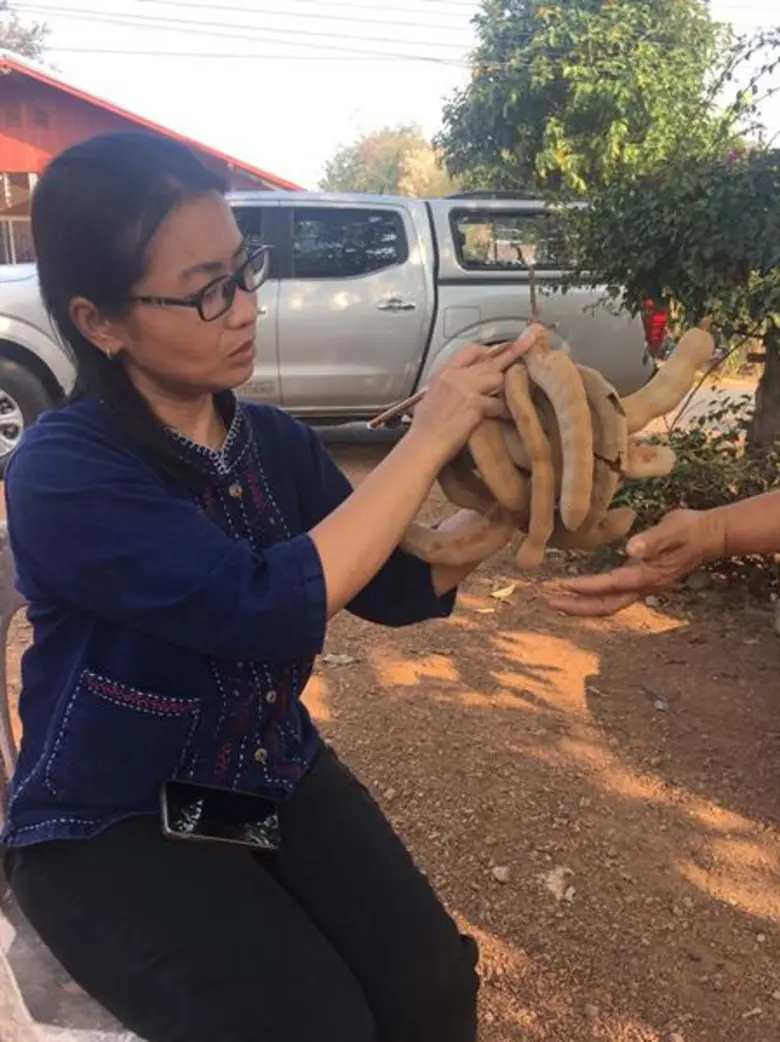 มะขามเปรี้ยว สินค้าทางเลือกทดแทนการปลูกข้าวในพื้นที่ไม่เหมาะสม จ.หนองบัวลำภู