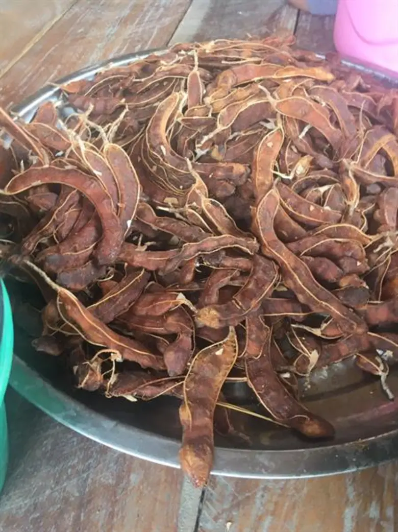 มะขามเปรี้ยว สินค้าทางเลือกทดแทนการปลูกข้าวในพื้นที่ไม่เหมาะสม จ.หนองบัวลำภู