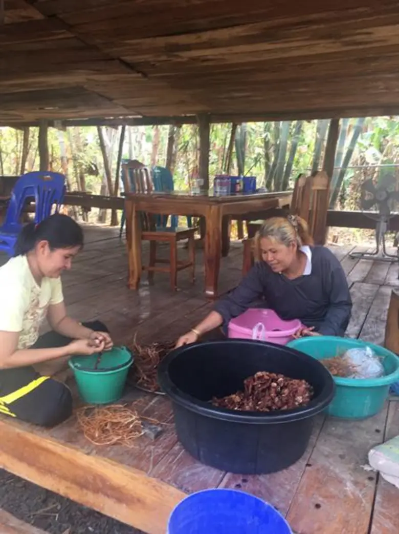 มะขามเปรี้ยว สินค้าทางเลือกทดแทนการปลูกข้าวในพื้นที่ไม่เหมาะสม จ.หนองบัวลำภู
