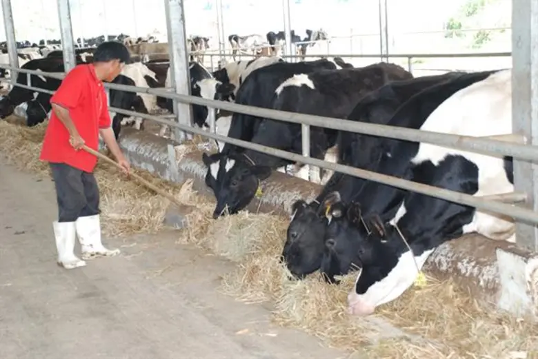 กรมส่งเสริมสหกรณ์จับคู่สหกรณ์ปลูกข้าวโพดและมันสำปะหลังกับสหกรณ์ผู้เลี้ยงโค เชื่อมโยงธุรกิจผลิตอาหารสัตว์ป้อนเครือข่ายสหกรณ์