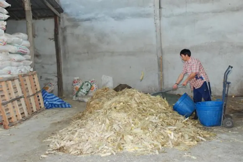 กรมส่งเสริมสหกรณ์จับคู่สหกรณ์ปลูกข้าวโพดและมันสำปะหลังกับสหกรณ์ผู้เลี้ยงโค เชื่อมโยงธุรกิจผลิตอาหารสัตว์ป้อนเครือข่ายสหกรณ์