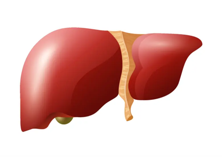 แพทย์ราชวิถี เตือน! “ไขมันพอกตับ” อันตรายภัยเงียบ