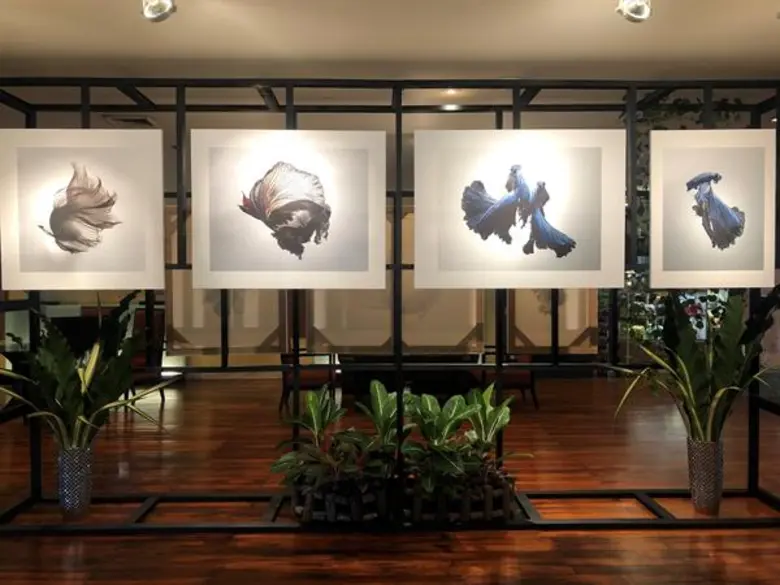 อนันตรา ริเวอร์ไซด์ กรุงเทพฯ ชวนชมงานศิลป์ริมแม่น้ำ กับนิทรรศการภาพถ่าย “ปลากัดไทยความงามแห่งสยาม”