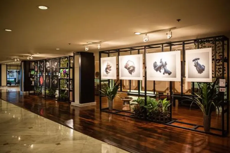 อนันตรา ริเวอร์ไซด์ กรุงเทพฯ ชวนชมงานศิลป์ริมแม่น้ำ กับนิทรรศการภาพถ่าย “ปลากัดไทยความงามแห่งสยาม”