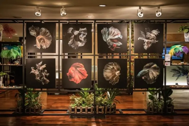 อนันตรา ริเวอร์ไซด์ กรุงเทพฯ ชวนชมงานศิลป์ริมแม่น้ำ กับนิทรรศการภาพถ่าย “ปลากัดไทยความงามแห่งสยาม”