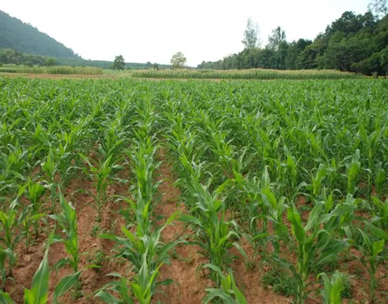 ในระยะนี้จะมีฝนตกกระจายทั่วไป กรมวิชาการเ...