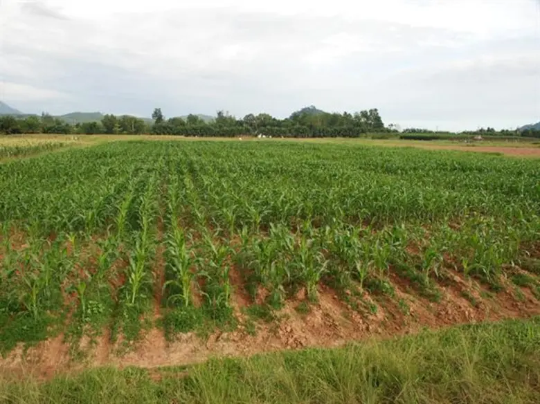 รับมือโรคราน้ำค้างในข้าวโพด