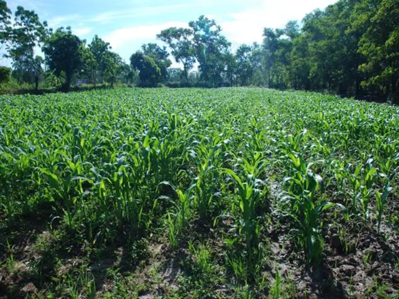 รับมือโรคราน้ำค้างในข้าวโพด