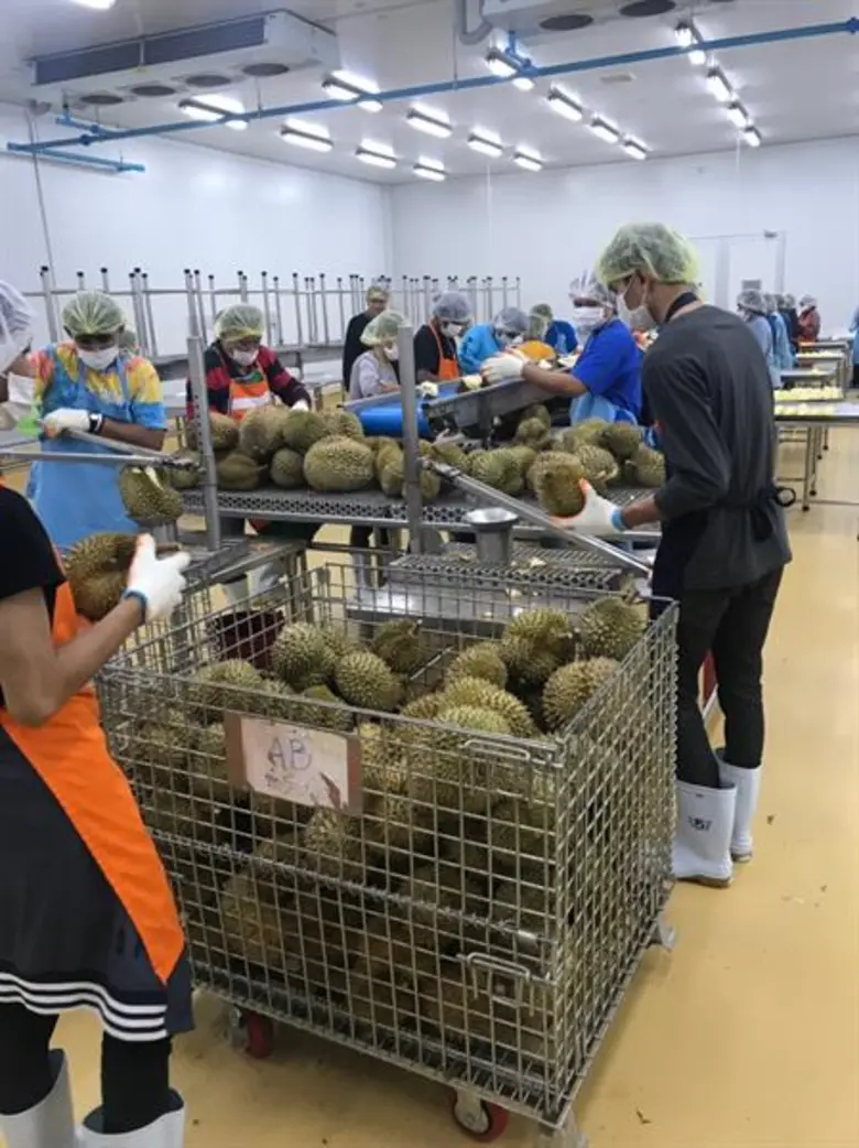 สศก. ศึกษาระบบโซ่ความเย็น วางแนวทางพัฒนาระบบจัดเก็บ คงคุณภาพสินค้าเกษตรสู่ปลายทาง