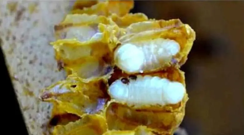 กรมส่งเสริมการเกษตร แนะวิธีดูแลผึ้งพันธุ์...