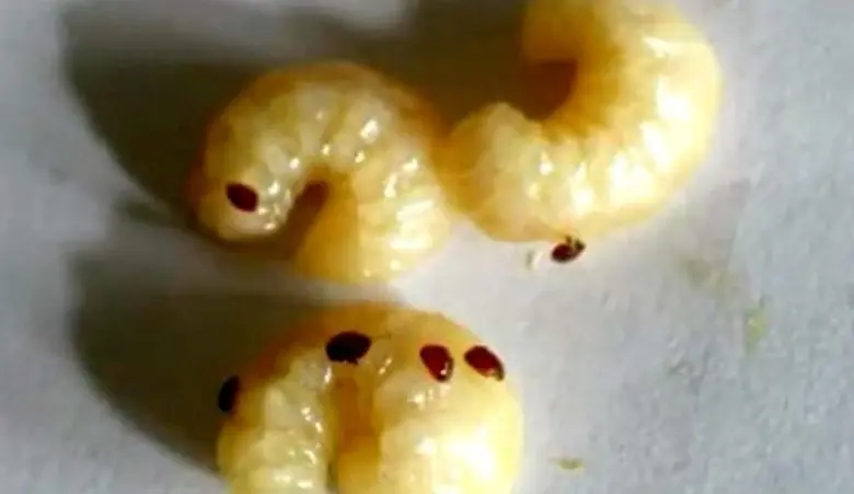 เกษตรฯ แนะวิธีดูแลผึ้งพันธุ์ในฤดูฝน