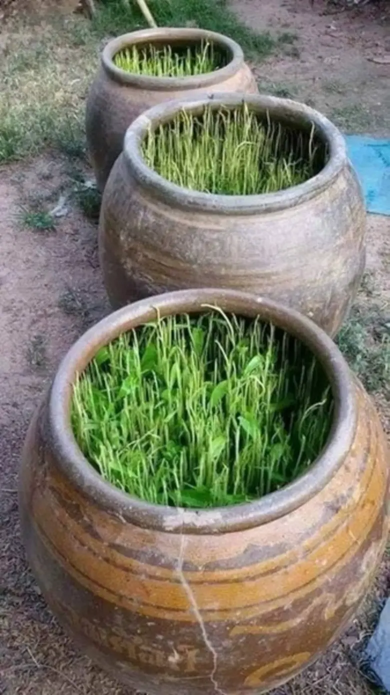 “สวนผักวัยรุ่น” หนึ่งในเยาวชนรุ่นใหม่ที่น้อมนำปรัชญาของเศรษฐกิจพอเพียงมาปฏิบัติใช้