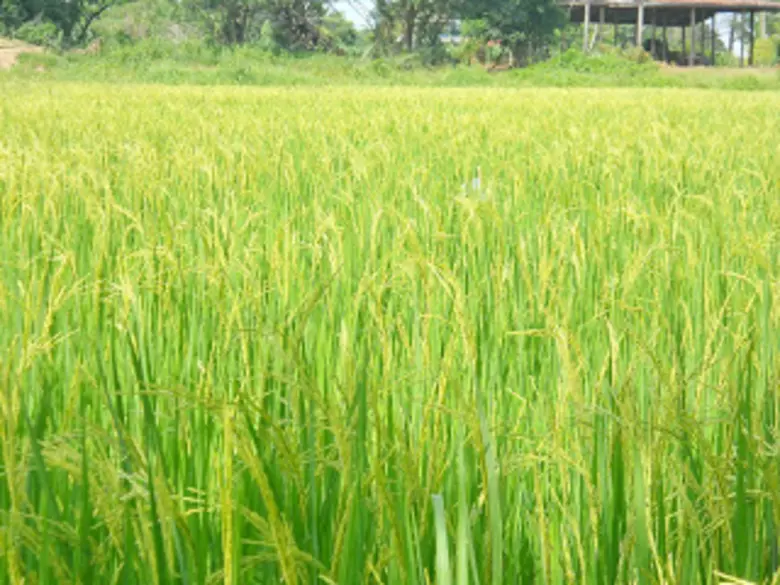 เคาะตัวเลข 4 สินค้าเศรษฐกิจ แจงข้อมูล ข้าว-สับปะรด-ยาง-ปาล์ม ปี 61 ภาคตะวันออก