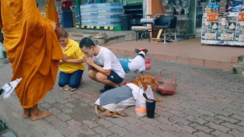 ทีวีไกด์: รายการ "ไทยทึ่ง" “นะ” พาทึ่ง “พิทบูลแสนรู้ศิษย์วัด 4 ขา” จ.นครปฐม