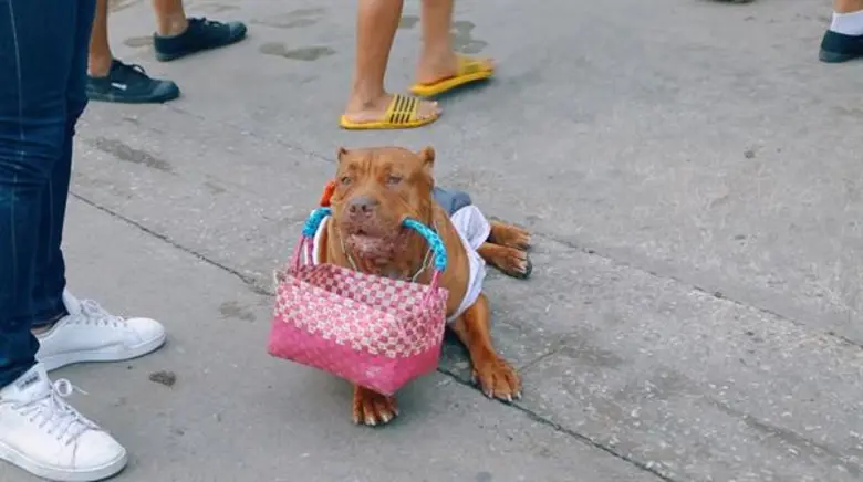 ทีวีไกด์: รายการ "ไทยทึ่ง" “นะ” พาทึ่ง “พิทบูลแสนรู้ศิษย์วัด 4 ขา” จ.นครปฐม