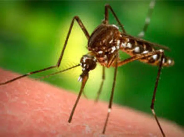 ยุงลายตัวร้าย.. ที่มาพร้อมฝน ป้องกันก่อนห่างไกลโรคไข้เลือดออก