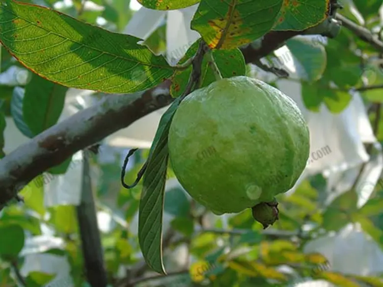 แนะสินค้าทางเลือกเกษตรกรสมุทรสาคร ฝรั่งแป้นสีทอง-ลำไยพวงทอง-สมุนไพร สร้างกำไรให้เกษตรกร