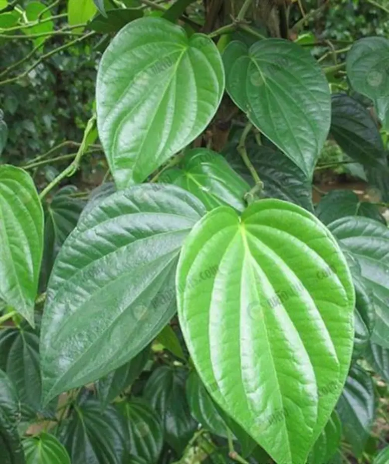 แนะสินค้าทางเลือกเกษตรกรสมุทรสาคร ฝรั่งแป้นสีทอง-ลำไยพวงทอง-สมุนไพร สร้างกำไรให้เกษตรกร