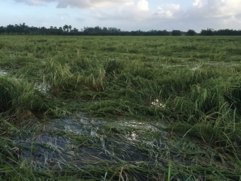 กรมการข้าวกำชับเจ้าหน้าที่ดูแลชาวนาอย่างใกล้ชิด บริเวณพื้นที่ผลกระทบพายุ “มูน” (Mun)