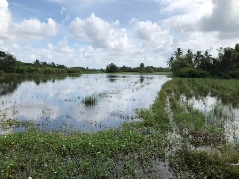 กรมการข้าวกำชับเจ้าหน้าที่ดูแลชาวนาอย่างใกล้ชิด บริเวณพื้นที่ผลกระทบพายุ “มูน” (Mun)