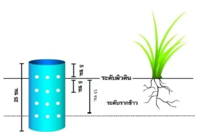 นายประสงค์ ประไพตระกูล อธิบดีกรมการข้าว เ...