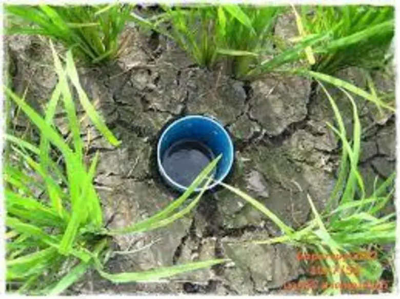 กรมการข้าวแนะชาวนารับมือฝนทิ้งช่วง ทำนาแบบเปียกสลับแห้ง