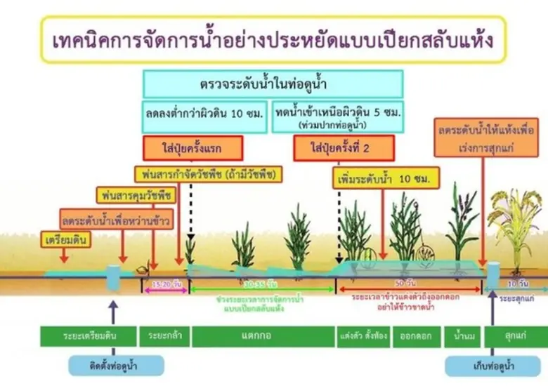 กรมการข้าวแนะชาวนารับมือฝนทิ้งช่วง ทำนาแบบเปียกสลับแห้ง