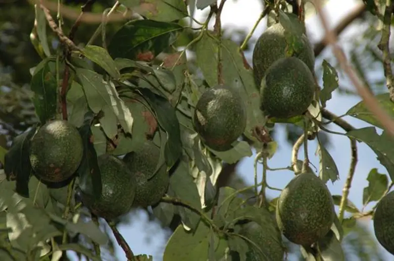 เกษตรฯ โชว์เทคโนโลยีการผลิตอาโวกาโดคุณภาพ ปี 62