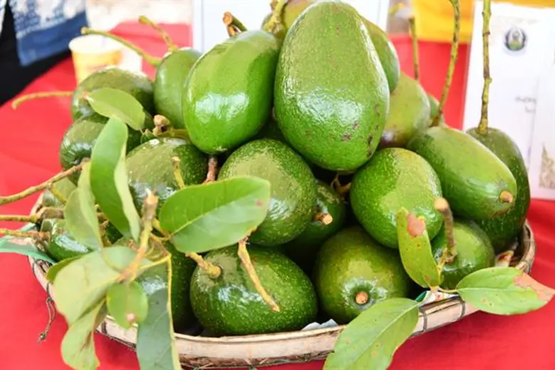 เกษตรฯ โชว์เทคโนโลยีการผลิตอาโวกาโดคุณภาพ ปี 62