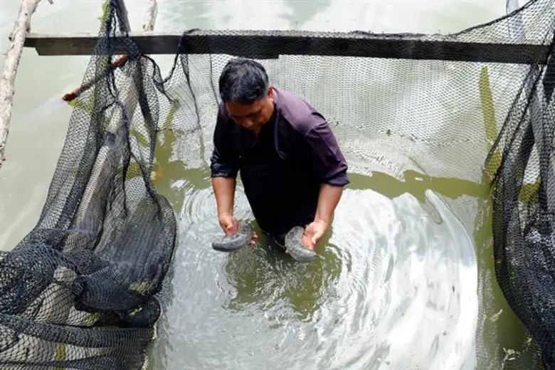 เอ็นไอเอ นำนวัตกรช่วยชาวประมง เปิดตัวนวัตกรรมเพาะเลี้ยงปลิงขาว หนุนส่งเสริมสัตว์ทะเลเศรษฐกิจอย่างยั่งยืน คืนความสมดุลให้ชายฝั่ง