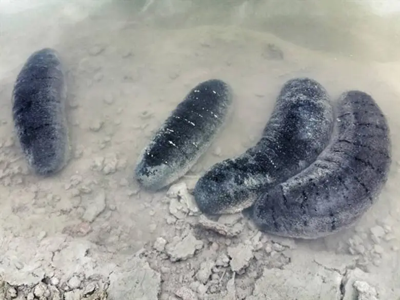 เอ็นไอเอ นำนวัตกรช่วยชาวประมง เปิดตัวนวัตกรรมเพาะเลี้ยงปลิงขาว หนุนส่งเสริมสัตว์ทะเลเศรษฐกิจอย่างยั่งยืน คืนความสมดุลให้ชายฝั่ง