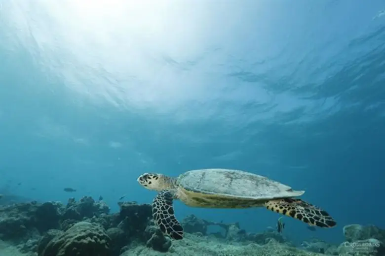 ออกสำรวจโลกใต้ทะเลของมัลดีฟส์ ณ จุดดำน้ำ ...