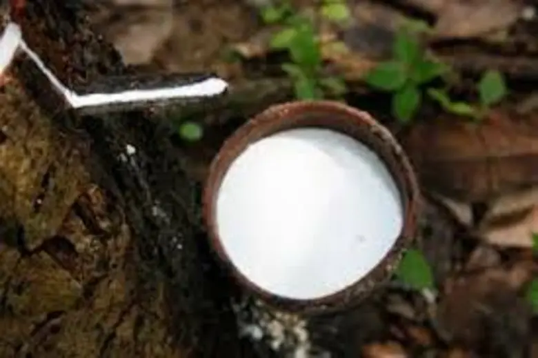 สศก. แจงข้อมูลเอกภาพพืชเศรษฐกิจสำคัญ ข้าวนาปี-หอมแดง-ยาง-สับปะรด ภาคอีสาน