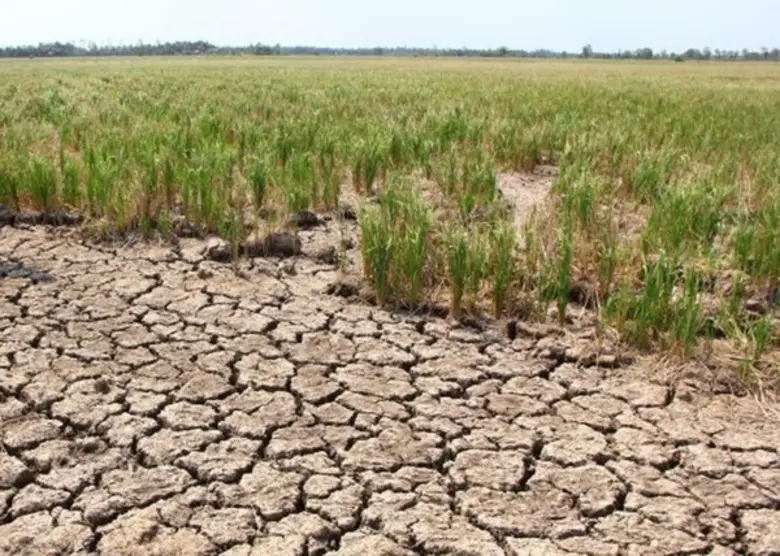 กรมการข้าวเตรียมเมล็ดพันธุ์ข้าว 10 พันธุ์ 10,000 ตันช่วยชาวนาผู้ประสบภัยแล้ง
