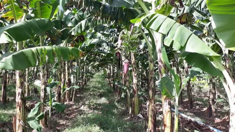 วิสาหกิจแปลงใหญ่กล้วยหอมทอง ต.ถ้ำวัวแดง อีกหนึ่งผลสำเร็จการรวมกลุ่มของชุมชน