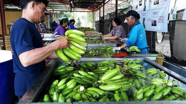 วิสาหกิจแปลงใหญ่กล้วยหอมทอง ต.ถ้ำวัวแดง อีกหนึ่งผลสำเร็จการรวมกลุ่มของชุมชน