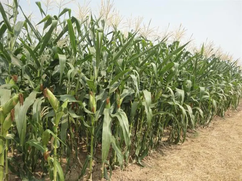 ในระยะนี้จะมีฝนตกกระจายทั่วไป กรมวิชาการเ...