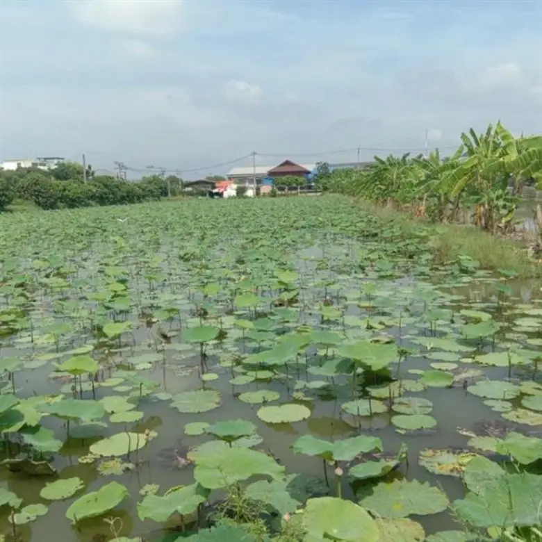นางอัญชนา ตราโช รองเลขาธิการสำนักงานเศรษฐ...