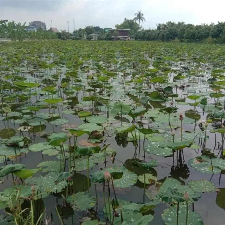 นาบัว ผักบุ้งน้ำ พืชทางเลือกสร้างกำไร ช่วยลดพื้นที่นาข้าวเกษตรกรเมืองนนท์