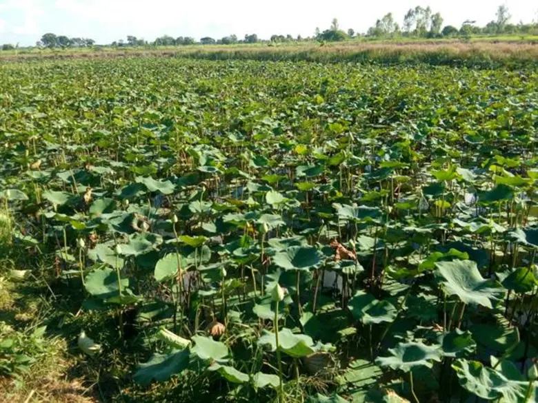 นาบัว ผักบุ้งน้ำ พืชทางเลือกสร้างกำไร ช่วยลดพื้นที่นาข้าวเกษตรกรเมืองนนท์