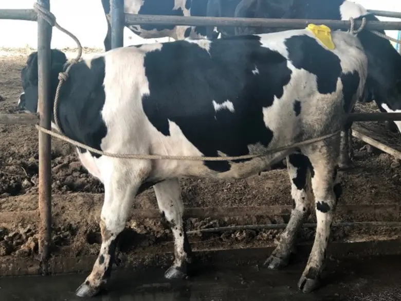 ปัจจุบันในฟาร์มโคนมทั่วไป เกษตรกรจะใช้วิธ...