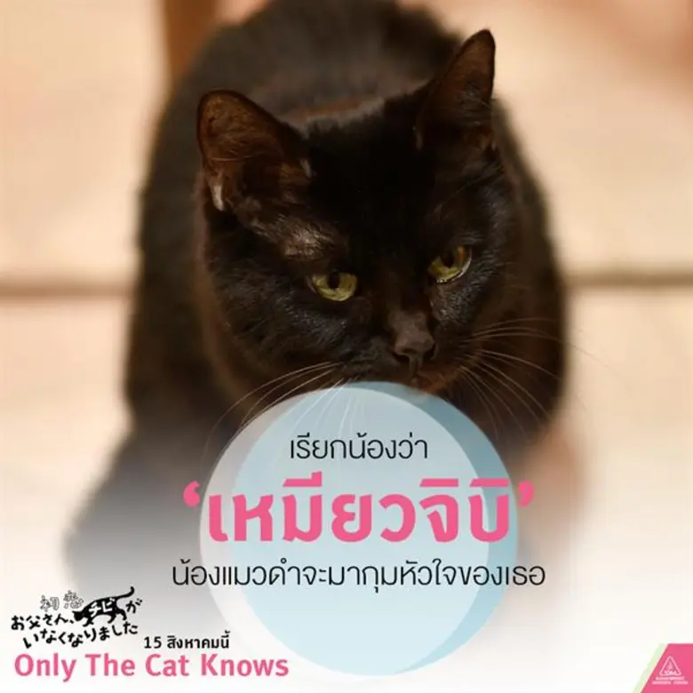 ' แมวใคร ใครก็รัก ' ด้วยเหตุนี้ ในวันที่เ...