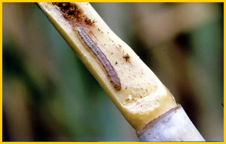 ในช่วงที่สภาพอากาศแห้งแล้งและฝนทิ้งช่วง อ...