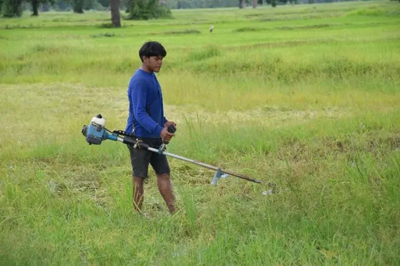กรมการข้าวแนะนาเทคนิคการตัดใบข้าว เพื่อเพิ่มผลผลิตในนาหว่าน