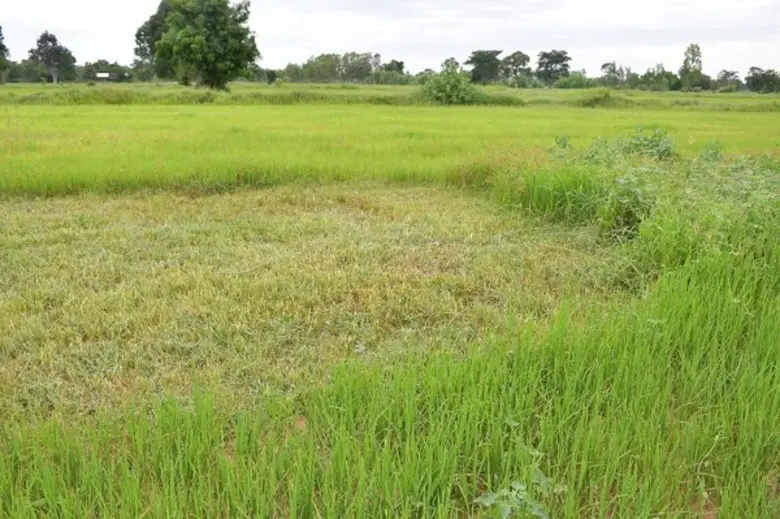 กรมการข้าวแนะนาเทคนิคการตัดใบข้าว เพื่อเพิ่มผลผลิตในนาหว่าน