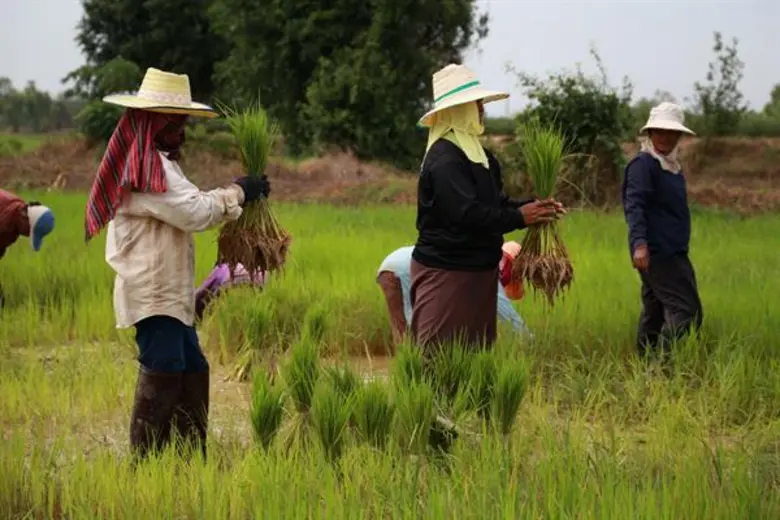 ภัยแล้งกลางฤดูฝน ปัญหาฝนทิ้งช่วง ขณะที่บา...