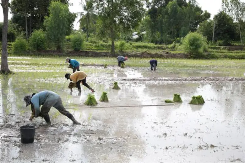 การปรับตัวของเกษตรกร กับวิกฤติภัยแล้งในยุคปัจจุบัน